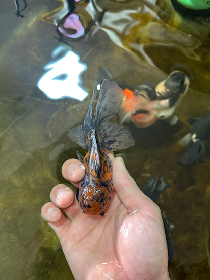 [SINGLE] Pepper Calico Male Oranda 4.5 inches #080125SO_10