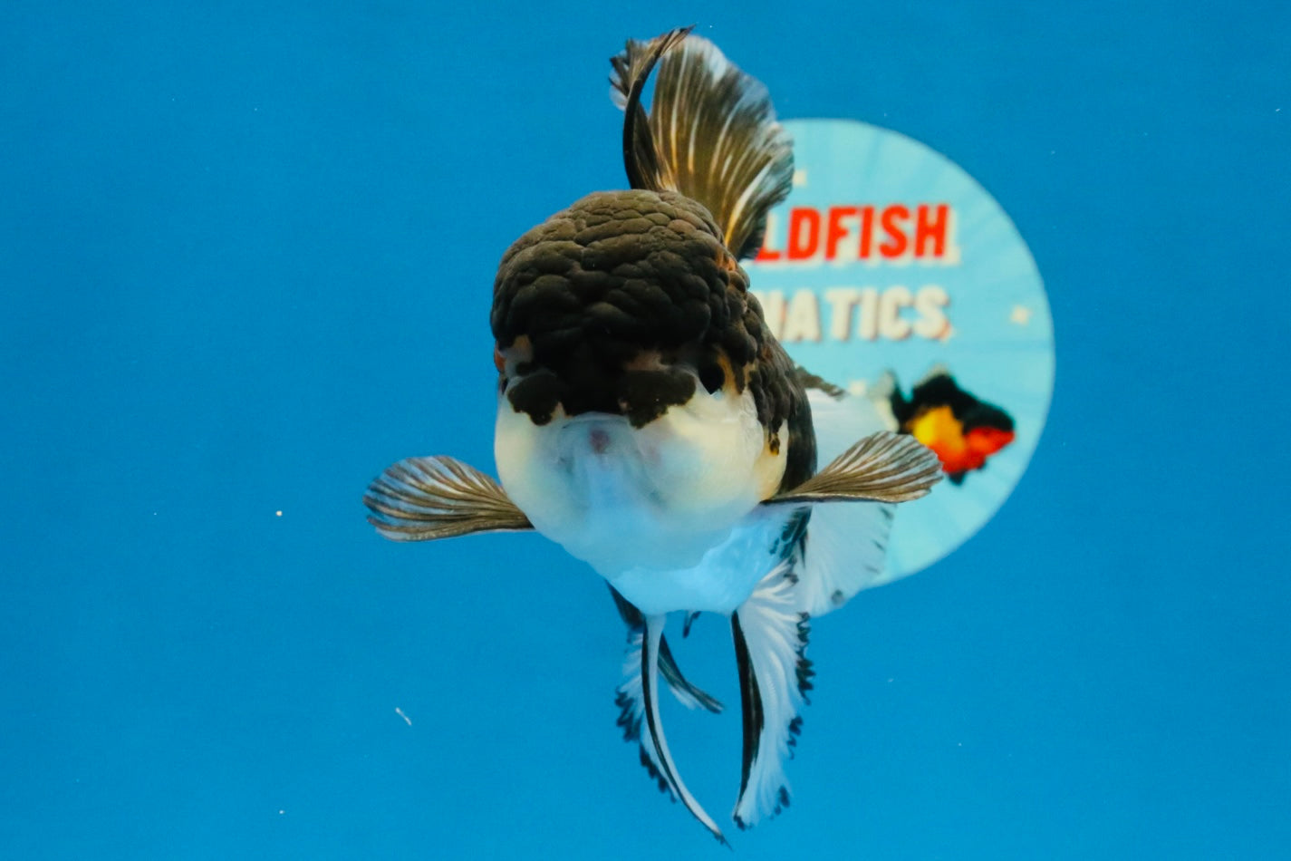 [SINGLE] Tricolor Oranda Male 4-4.5 inches #041726SO_01