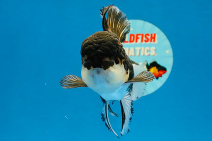 [SINGLE] Tricolor Oranda Male 4-4.5 inches #041726SO_01