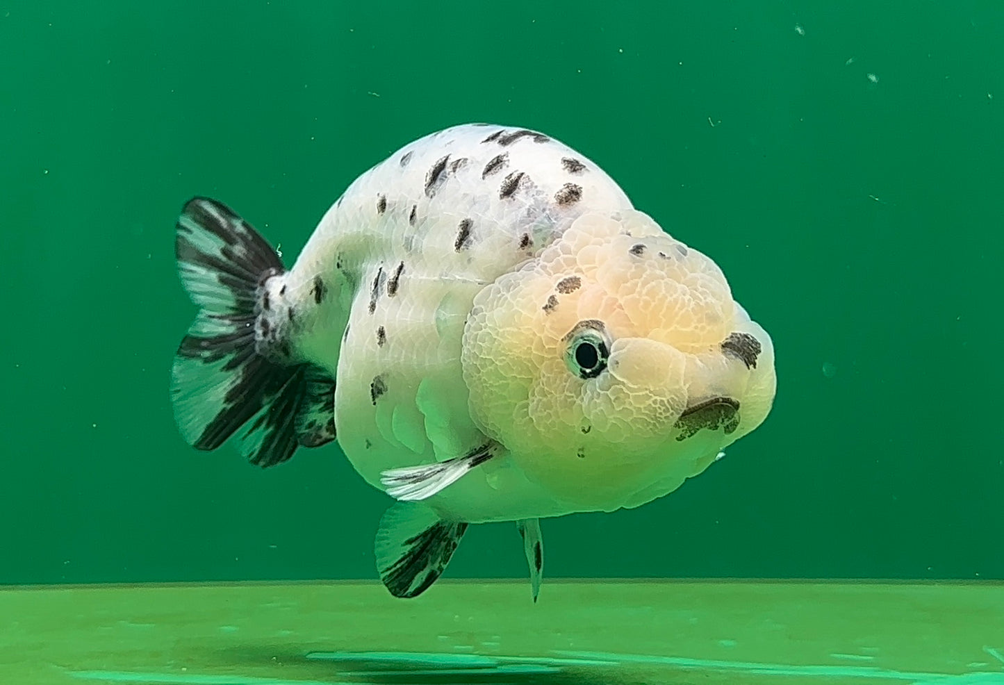 [SINGLE] Pepper Lionchu Female 4.5 inches #062725SL_03
