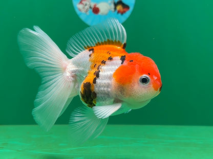 [SINGLE] Tricolor Oranda Male 4-4.5 inches #062725SO_08