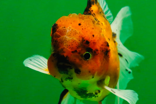 [SINGLE] Tiger Oranda Male 4.5 inches #091925SO_06
