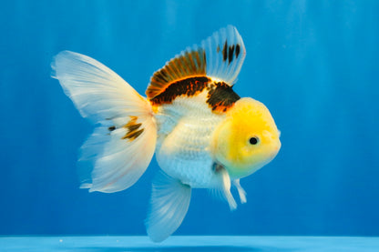 [SINGLE] Tricolor Oranda Male 4.5 inches #032026SO_07