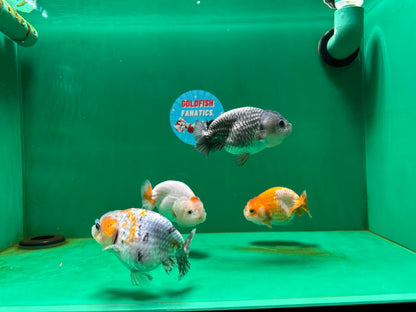 [QUAD] Mix Color Gender : unknown Lionchu 3-4 inches #051625QL_03