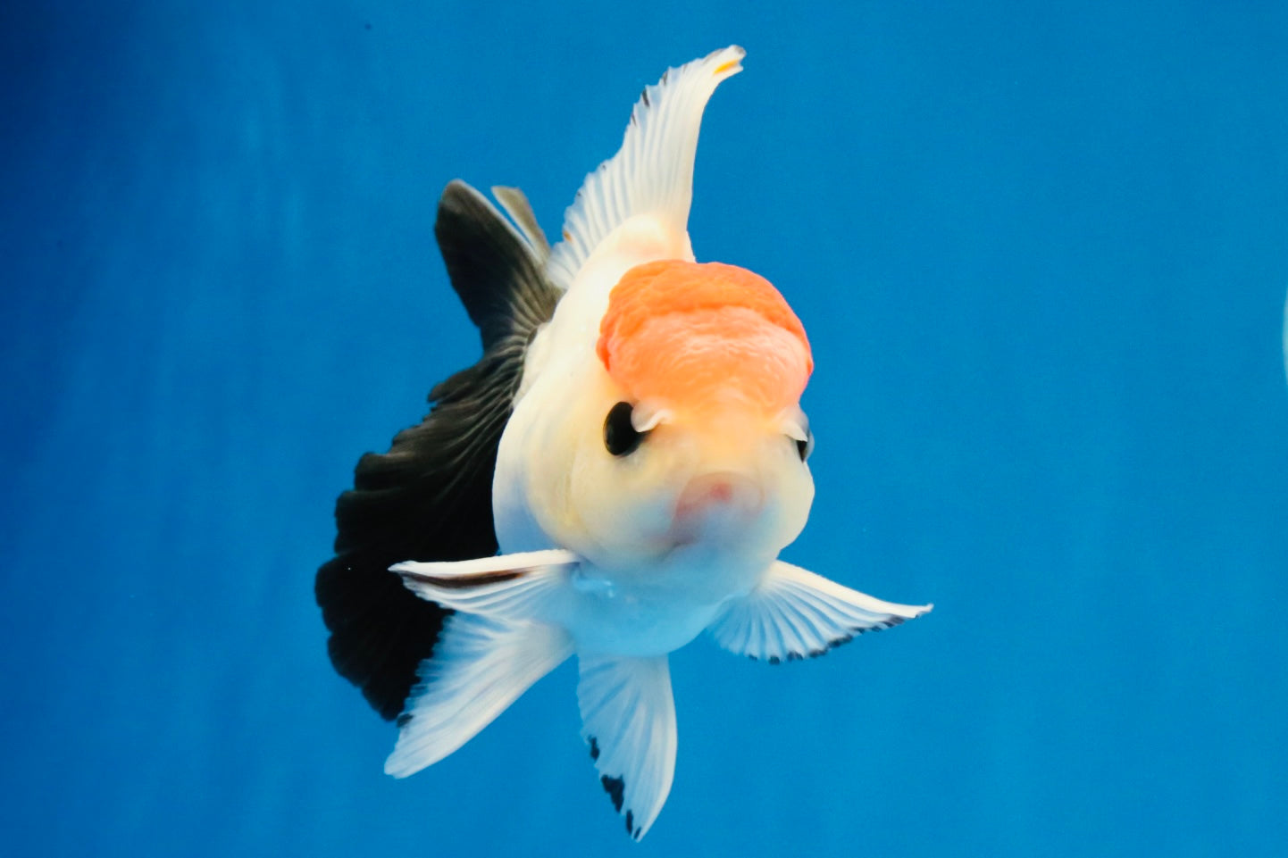[SINGLE] Tricolor Button Eyes Oranda Male 4-4.5 inches #030626SO_04