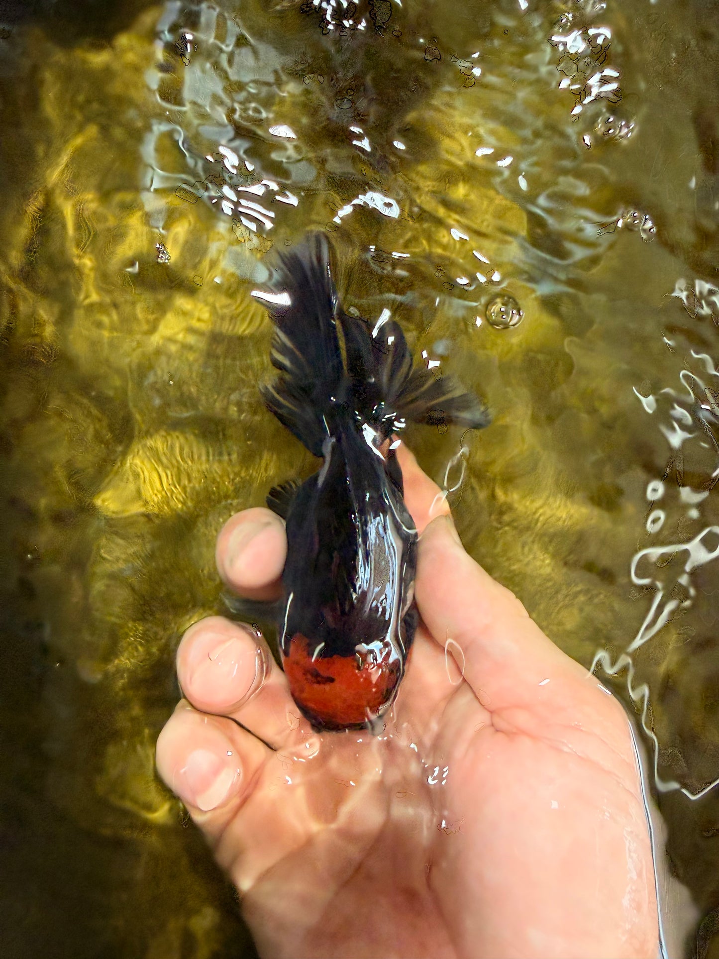 [SINGLE] Tricolor Oranda Male 4-4.5 inches #032026SO_09