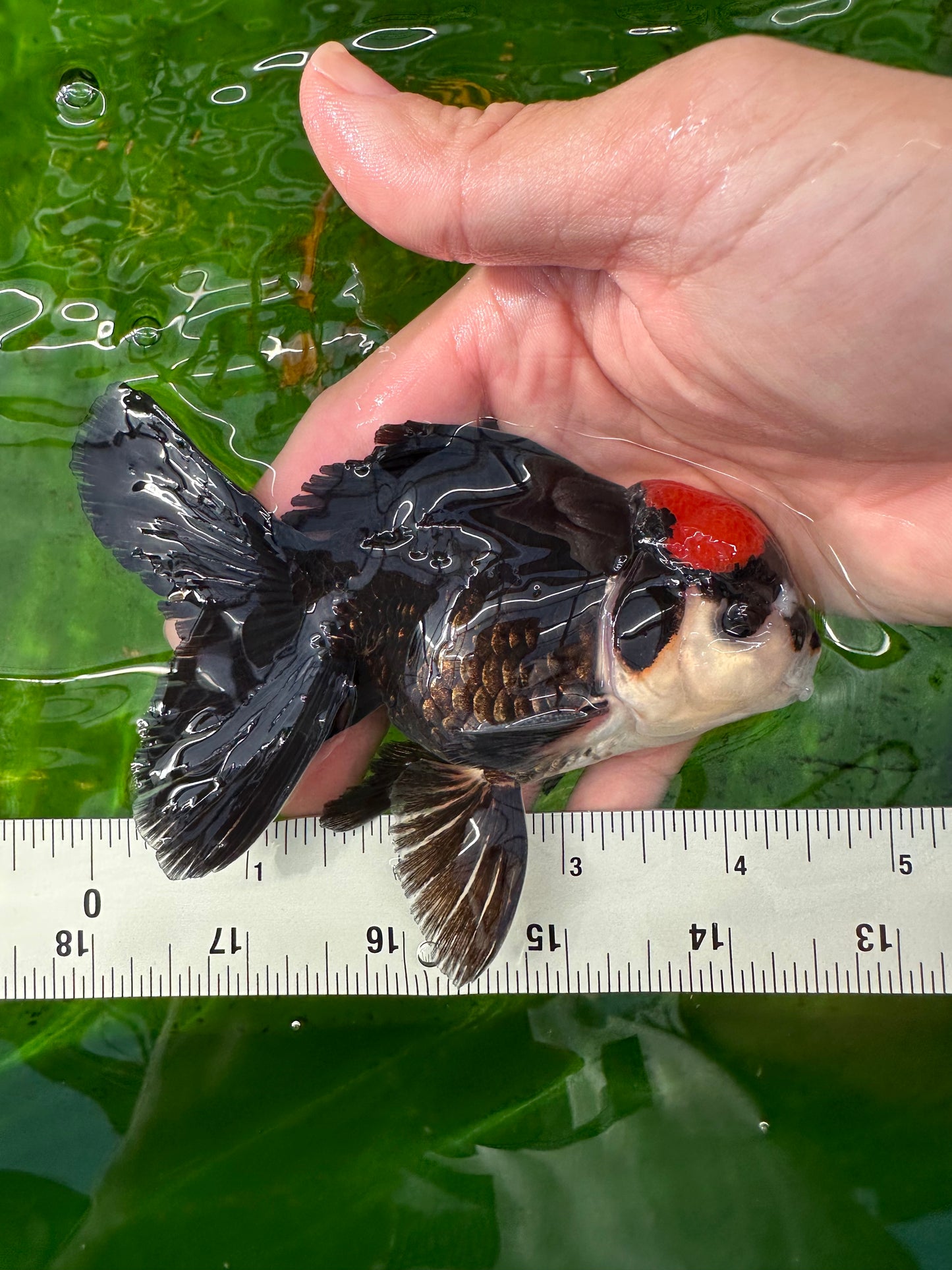 [SINGLE] Tricolor Red Head Oranda Male size 4.5 inches #111524SO_17