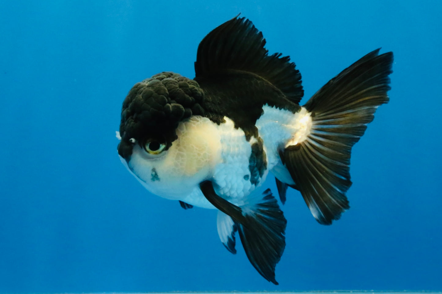 [SINGLE] Panda Oranda Female 4 inches #040326SO_02