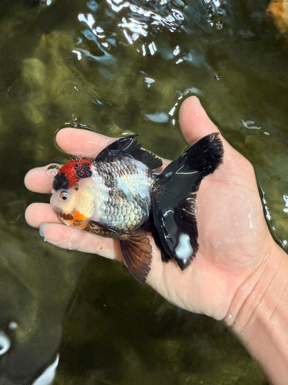 [SINGLE] Tricolor Oranda Female 4-4.5 inches #031326SO_01