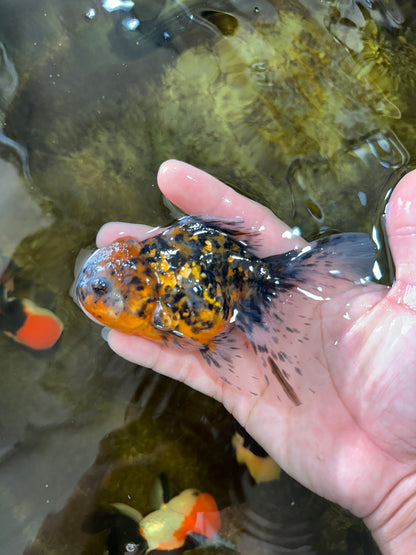 [SINGLE] Pepper Tiger Oranda Female 4.5 inches #080825SO_03