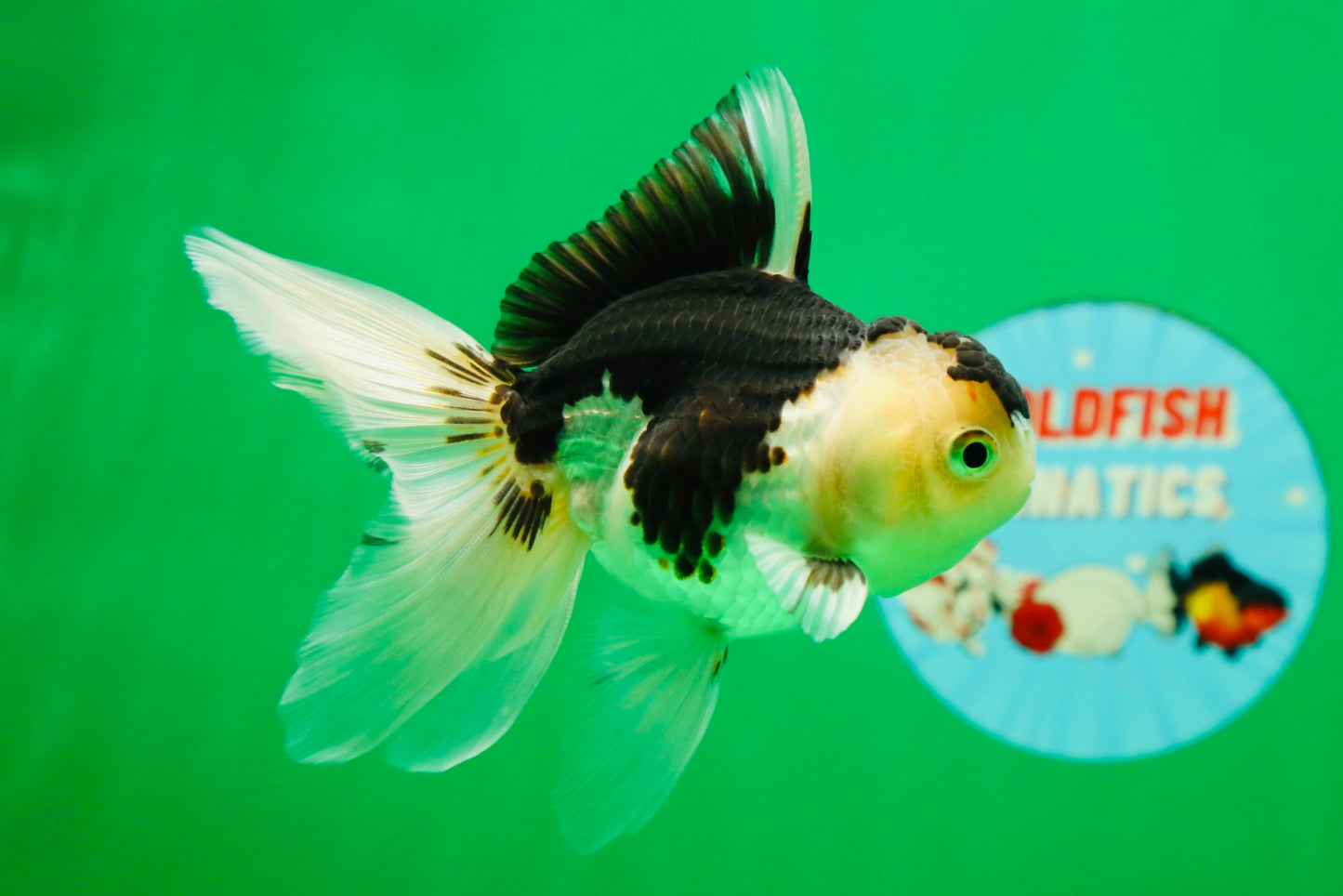 [SINGLE] Panda Oranda Female 4.5 inches #081525SO_11