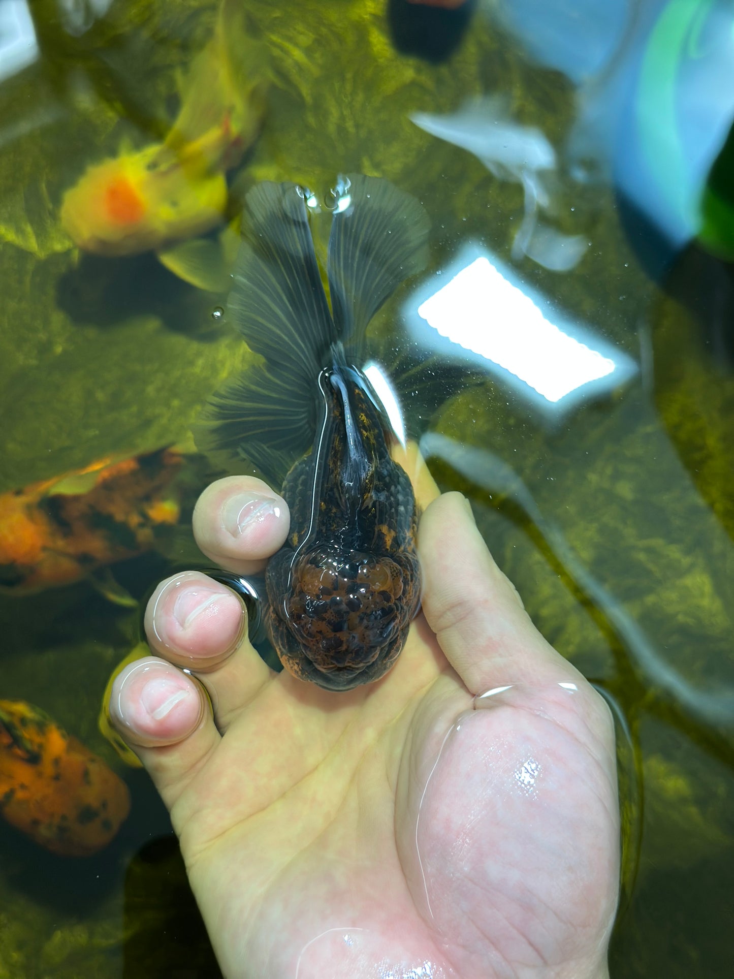 [SINGLE] Kirin Oranda Male 4-4.5 inches #112924SO_16