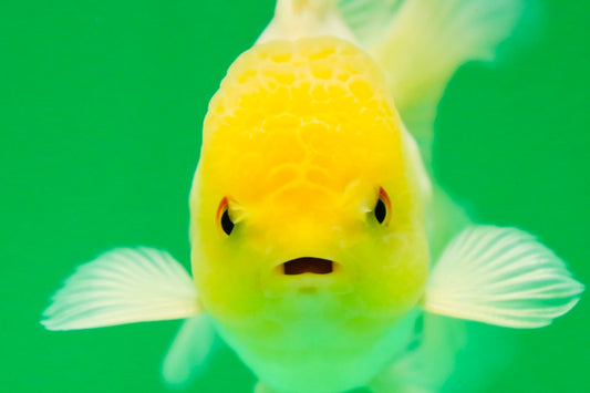 [SINGLE] Lemonhead Oranda Male 4.5 inches #090525SO_07