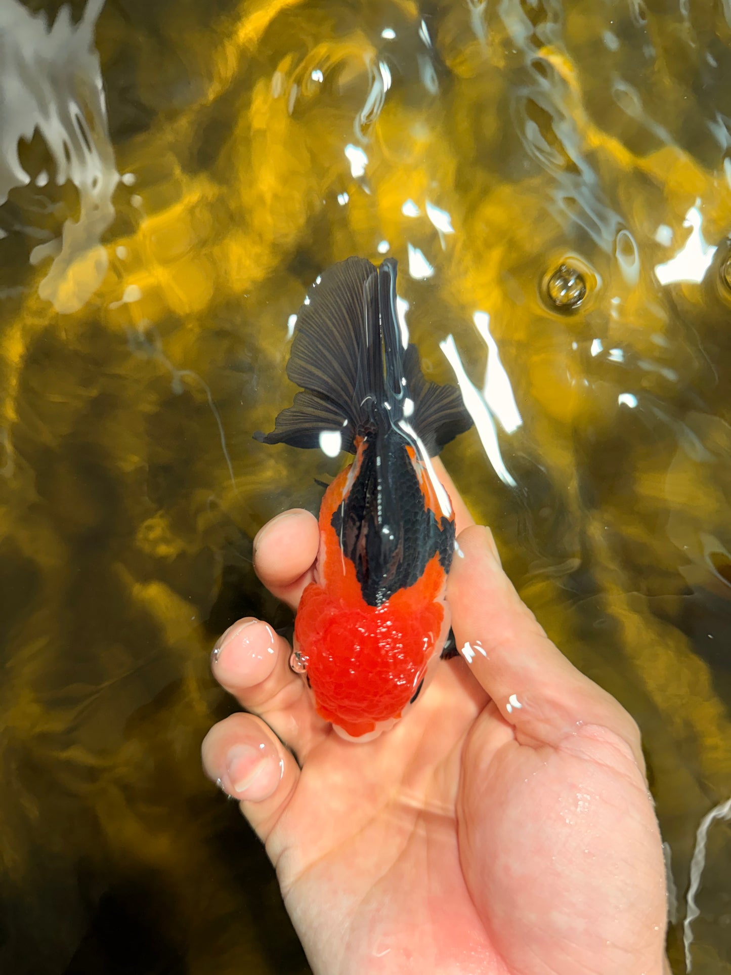[SINGLE] Tricolor Oranda Female 4-4.5 inches #030626SO_09