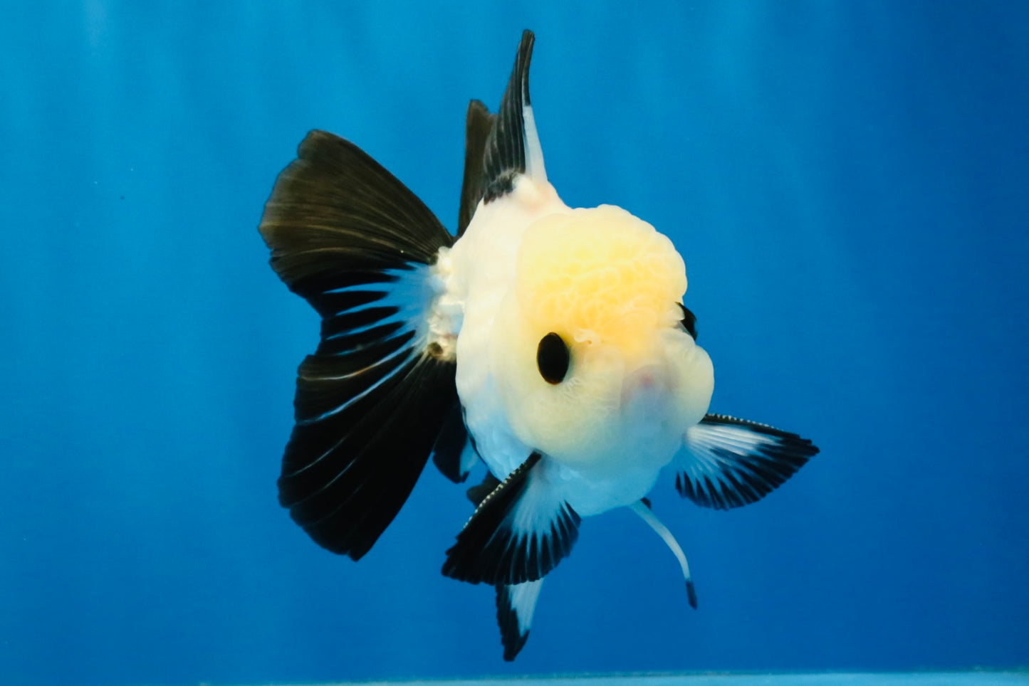 [SINGLE] Panda Oranda Male 4-4.5 inches #040326SO_04