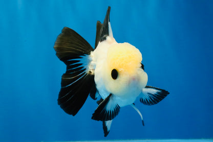 [SINGLE] Panda Oranda Male 4-4.5 inches #040326SO_04