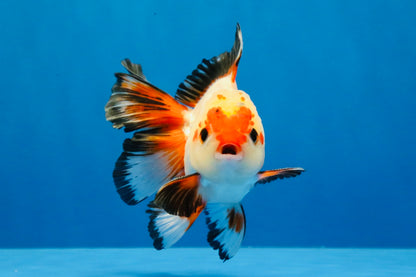 [SINGLE] Heart Face Tricolor Oranda Male 4-4.5 inches #030626SO_02