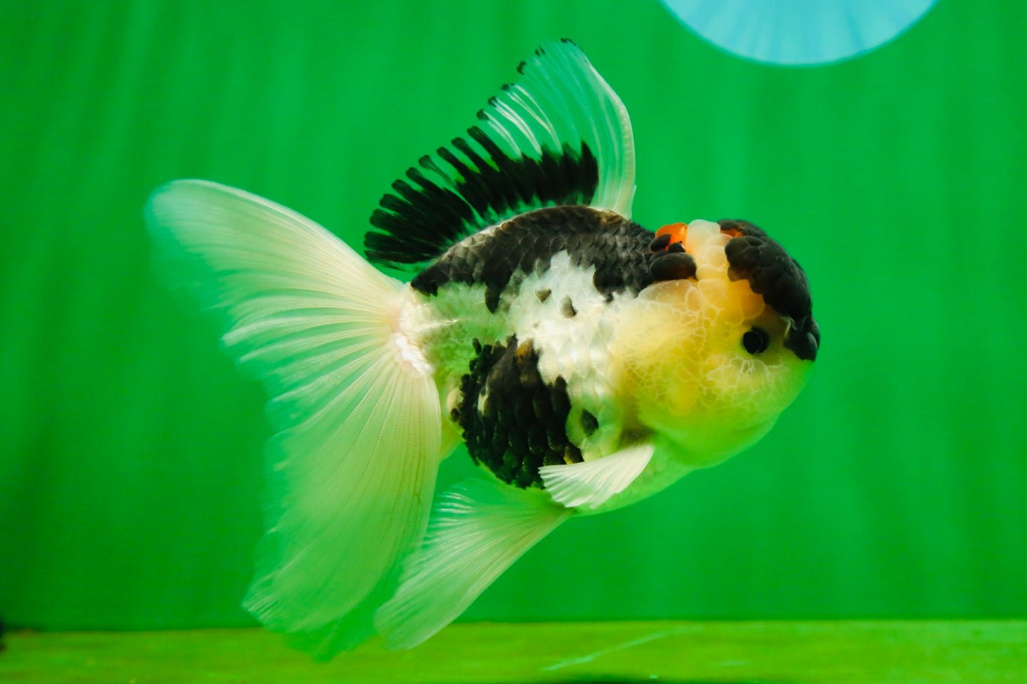 [SINGLE] Panda Oranda Male 4.5-5 inches #080825SO_07