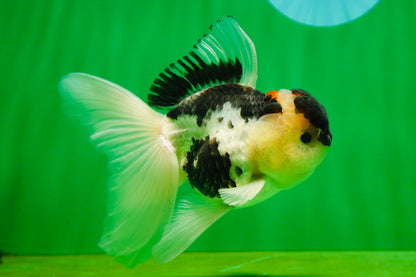 [SINGLE] Panda Oranda Male 4.5-5 inches #080825SO_07