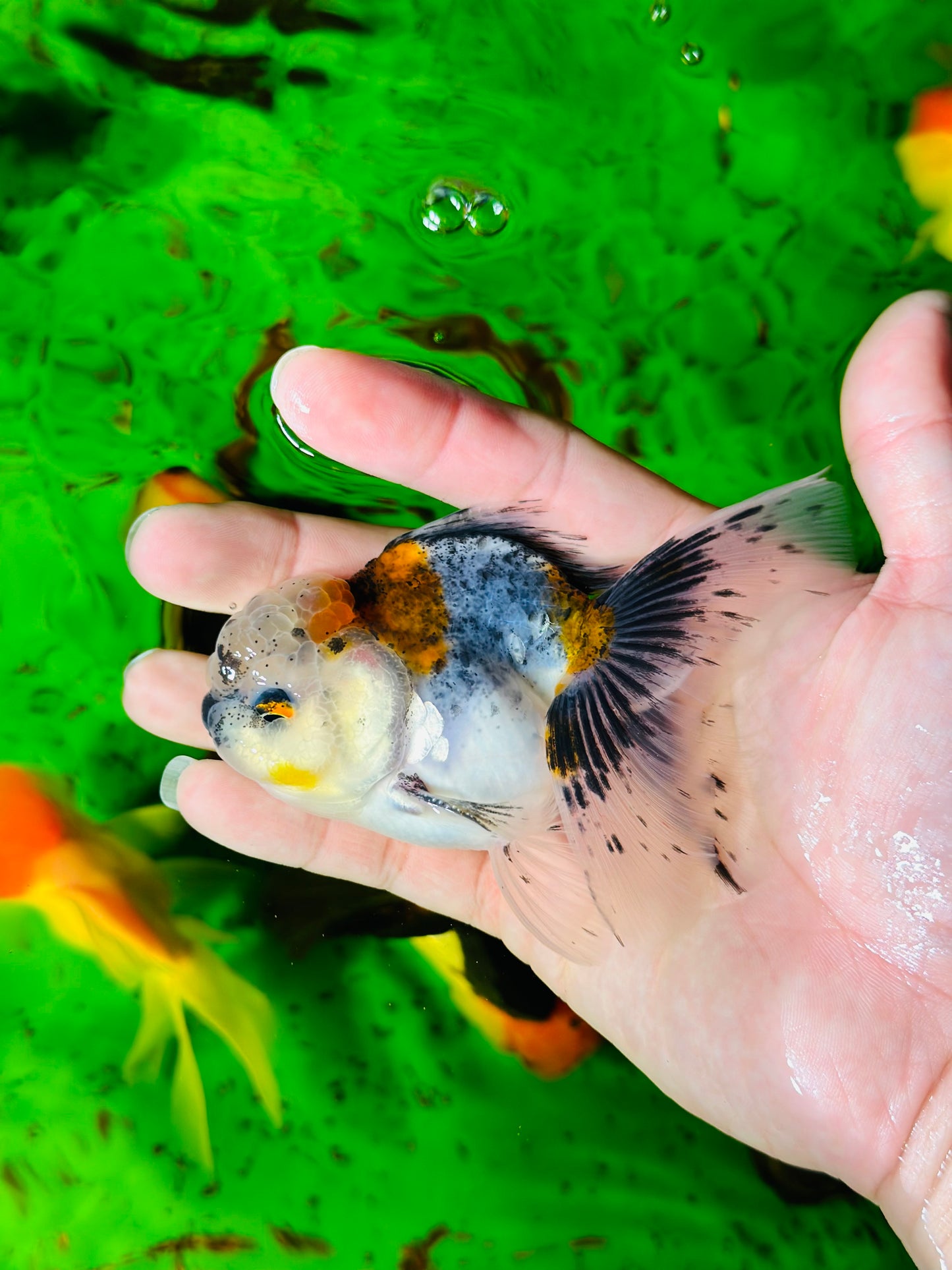 [SINGLE] Calico Oranda Male size 4 inches #112224SO_03