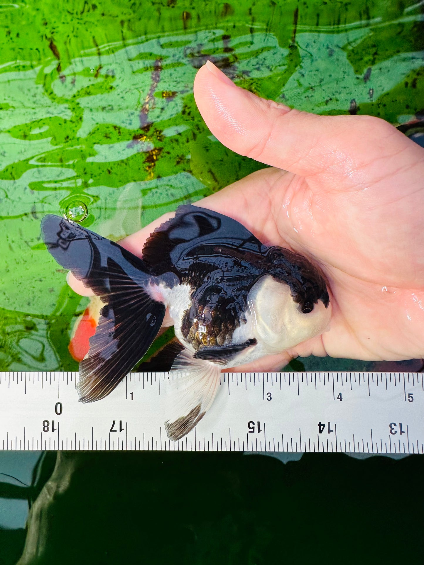 [SINGLE] Panda Oranda Male size 4 inches #112224SO_08