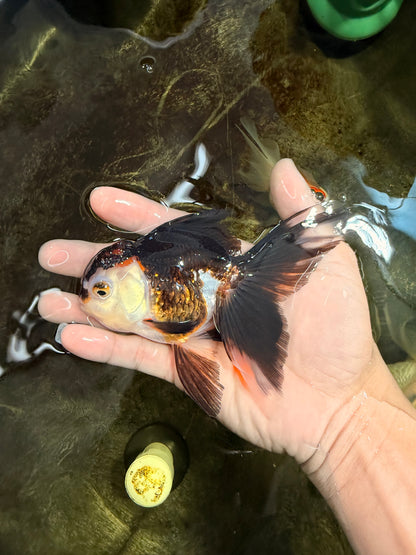 [SINGLE] Tricolor Oranda Female 5 inches #111425SO_05