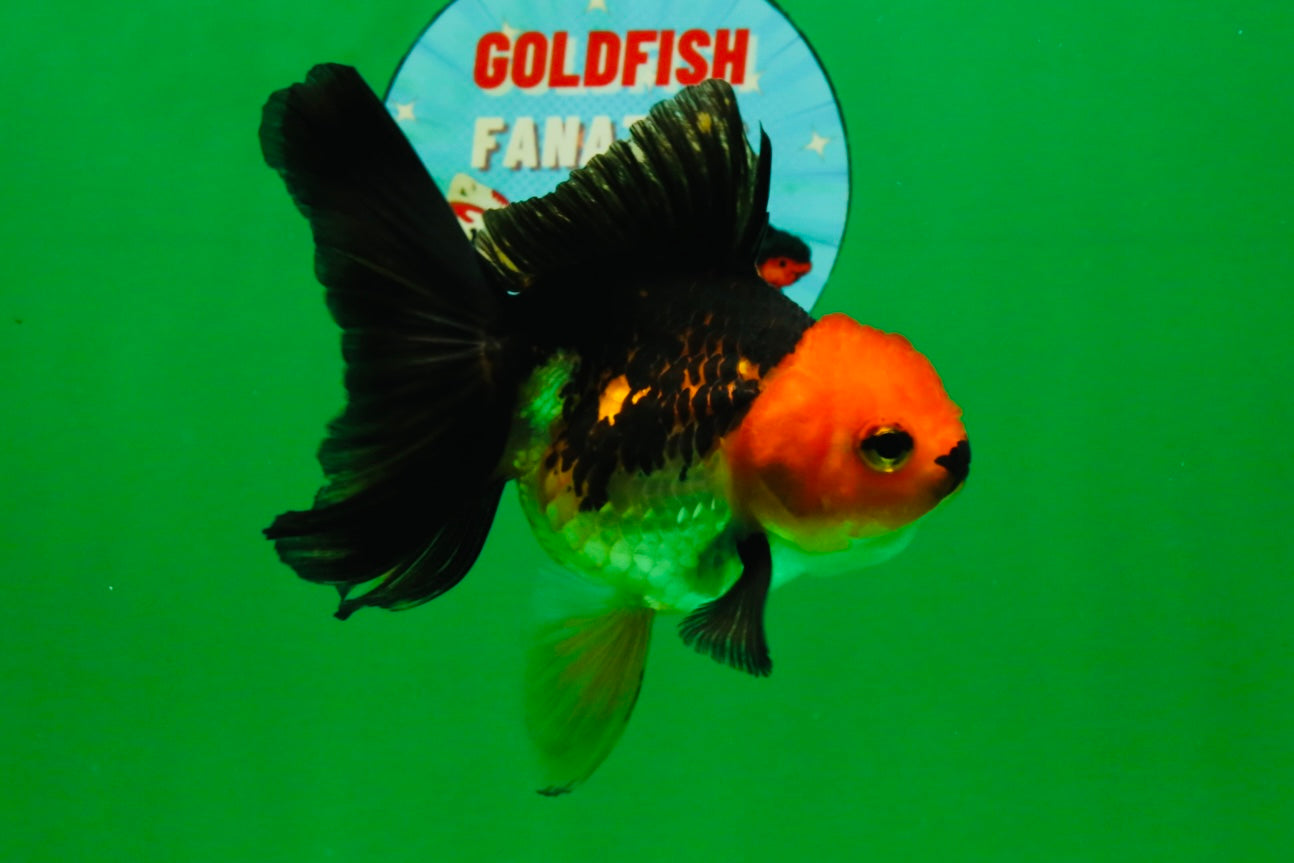 [COUPLE] White Male & Apache Female Oranda 4-4.5 inches #101025CO_04