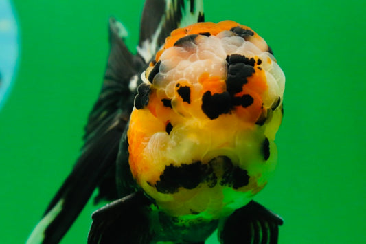 [SINGLE] Tricolor Oranda Male 4.5 inches #082225SO_01
