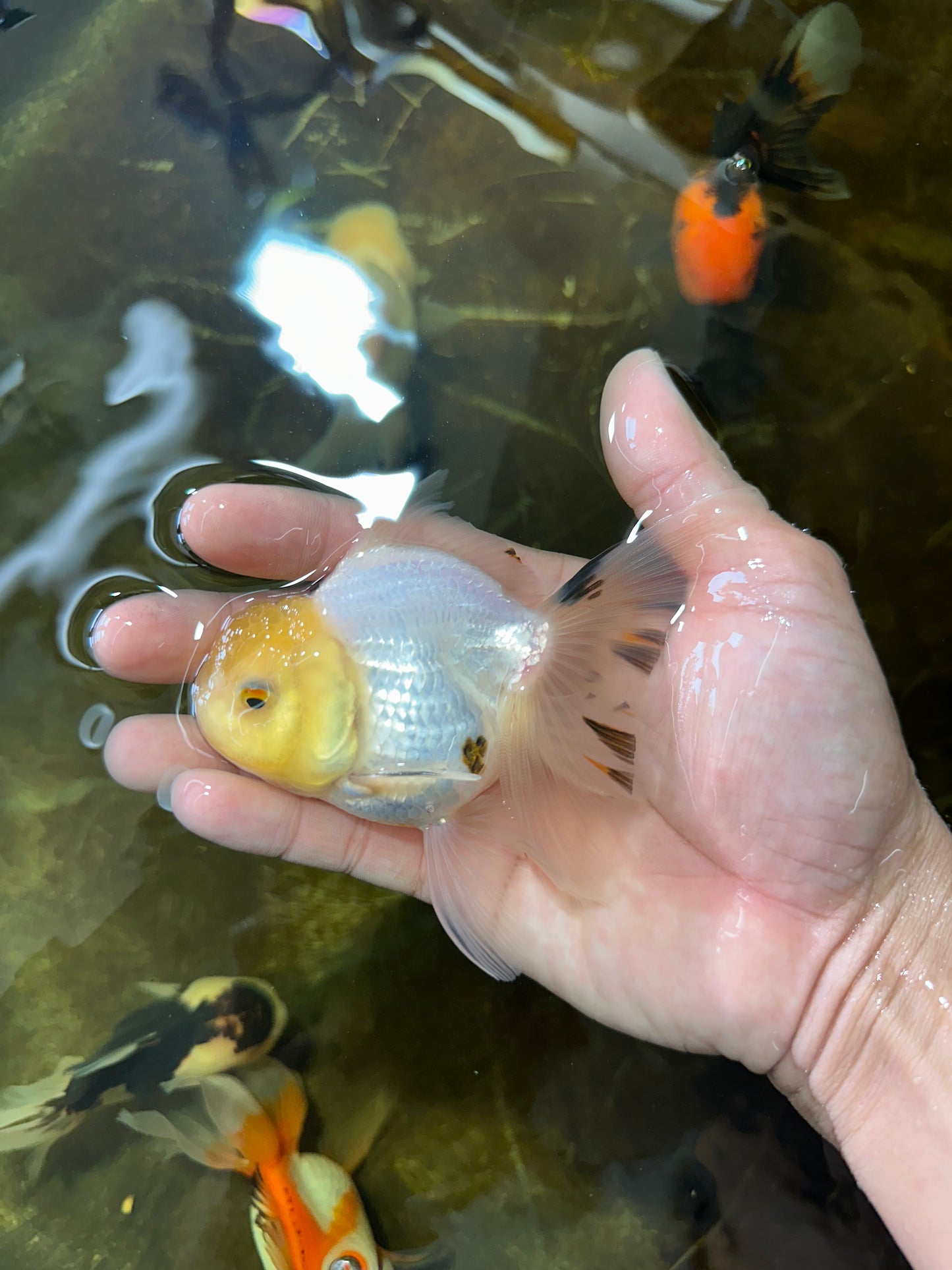 [SINGLE] White Oranda Male 4-4.5 inches #081525SO_04