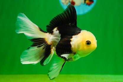 [SINGLE] Panda Oranda Female 4.5 inches #080825SO_04