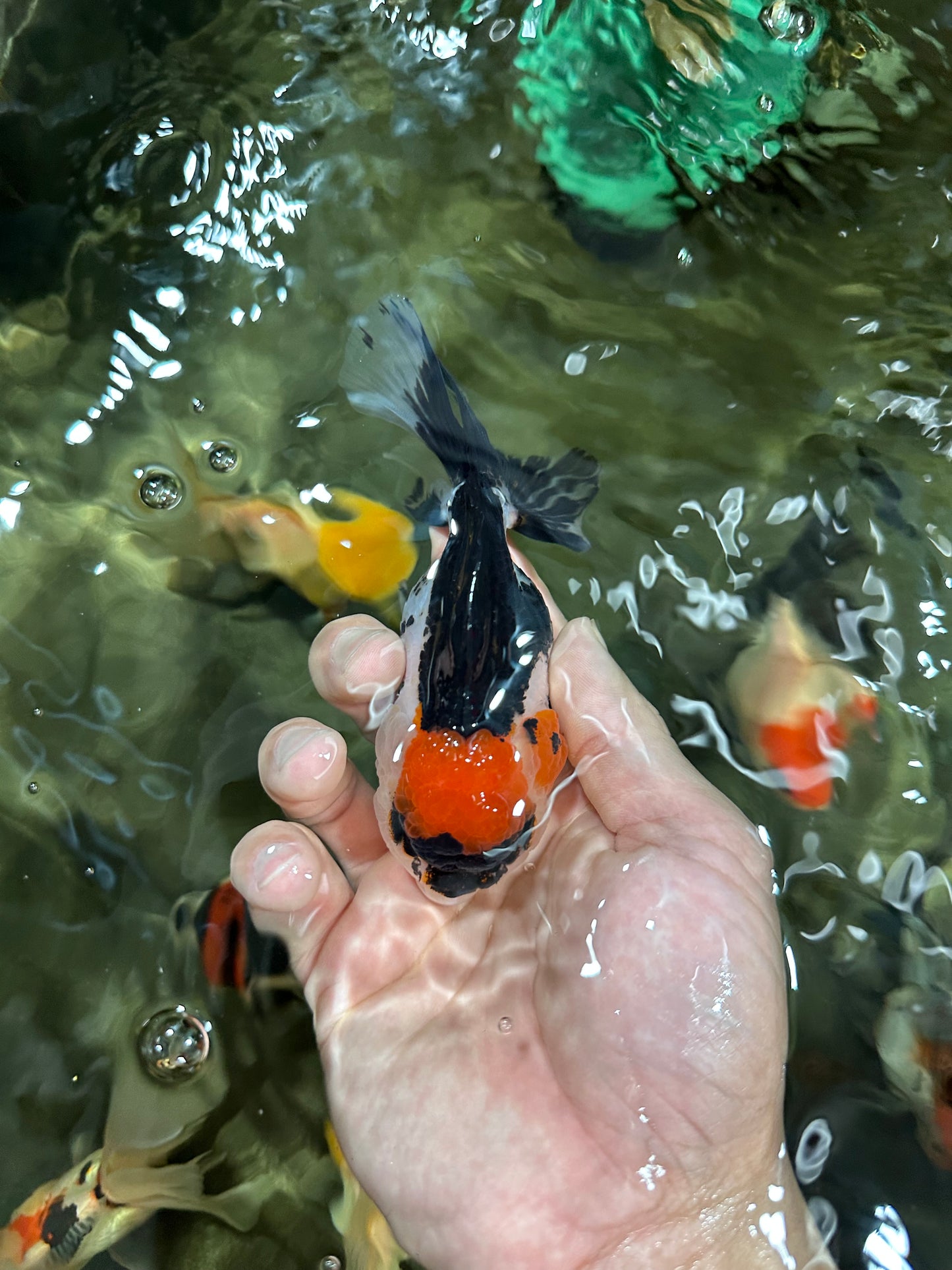 [COUPLE] Button Eyes Tricolor Female & Panda  Male Oranda 4.5 inches #052325CO_08
