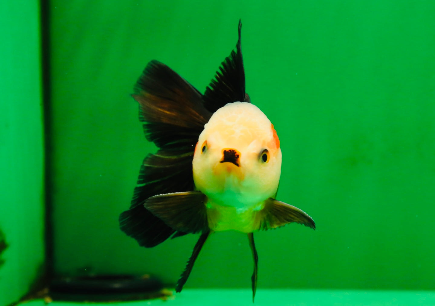 [COUPLE] White Head Male & Red Head Tricolor Female 4-4.5 inches #091925CO_05