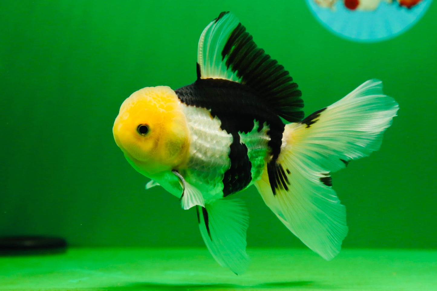 [SINGLE] Panda Male Oranda 4.5-5 inches #080125SO_08