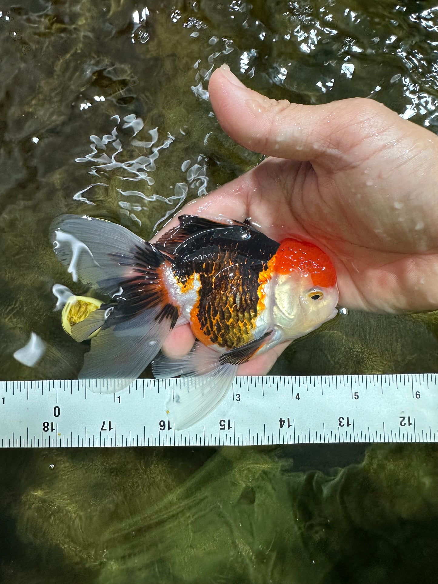 [COUPLE] Tricolor Male & Lemonhead Female 4.5 inches #091925CO_01