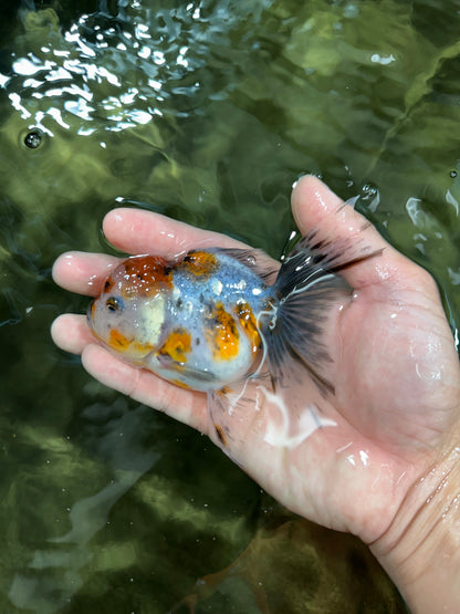 [COUPLE] Sakura Male & Calico Female Oranda 4-4.5 inches #052325CO_01