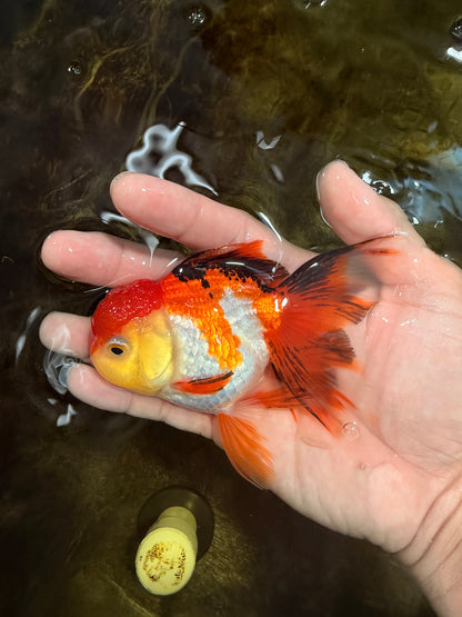 [SINGLE] Tricolor Female 4.5 inches #101725SO_01