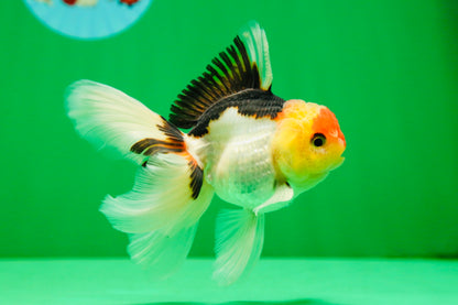 [SINGLE] Tricolor Oranda Male 4.5 inches #082225SO_03