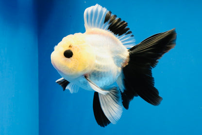 [SINGLE] Panda Button Eyes Oranda Male 4-4.5 inches #031326SO_08