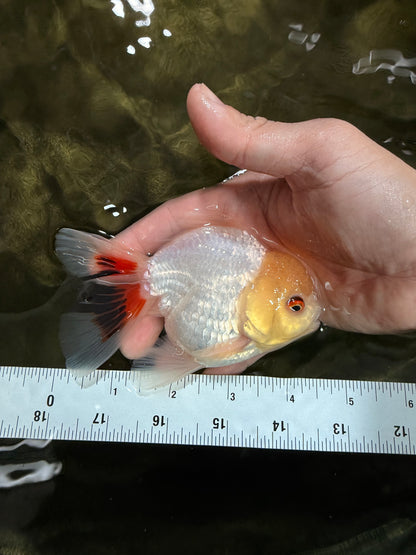 [SINGLE] Tricolor Oranda Male 4.5 inches #031326SO_09