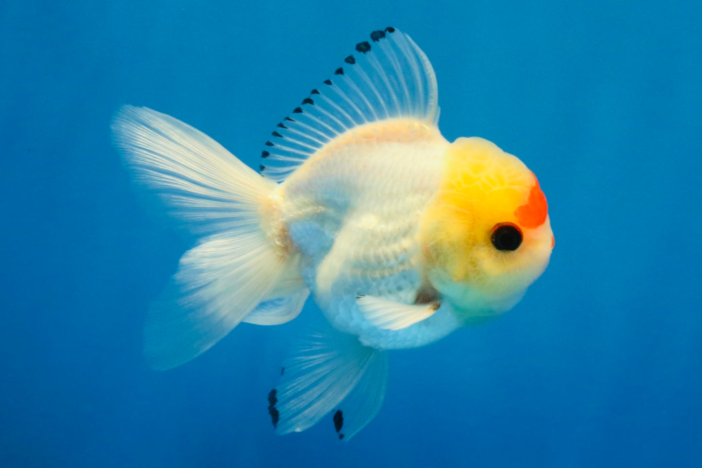 [SINGLE] Red White Oranda Male 4-4.5 inches #041026SO_10