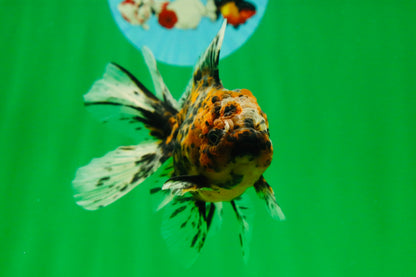 [SINGLE] Pepper Tiger Oranda Female 4.5 inches #080825SO_03