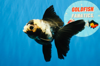 [SINGLE] Panda Oranda Female 4 inches #032026SO_02