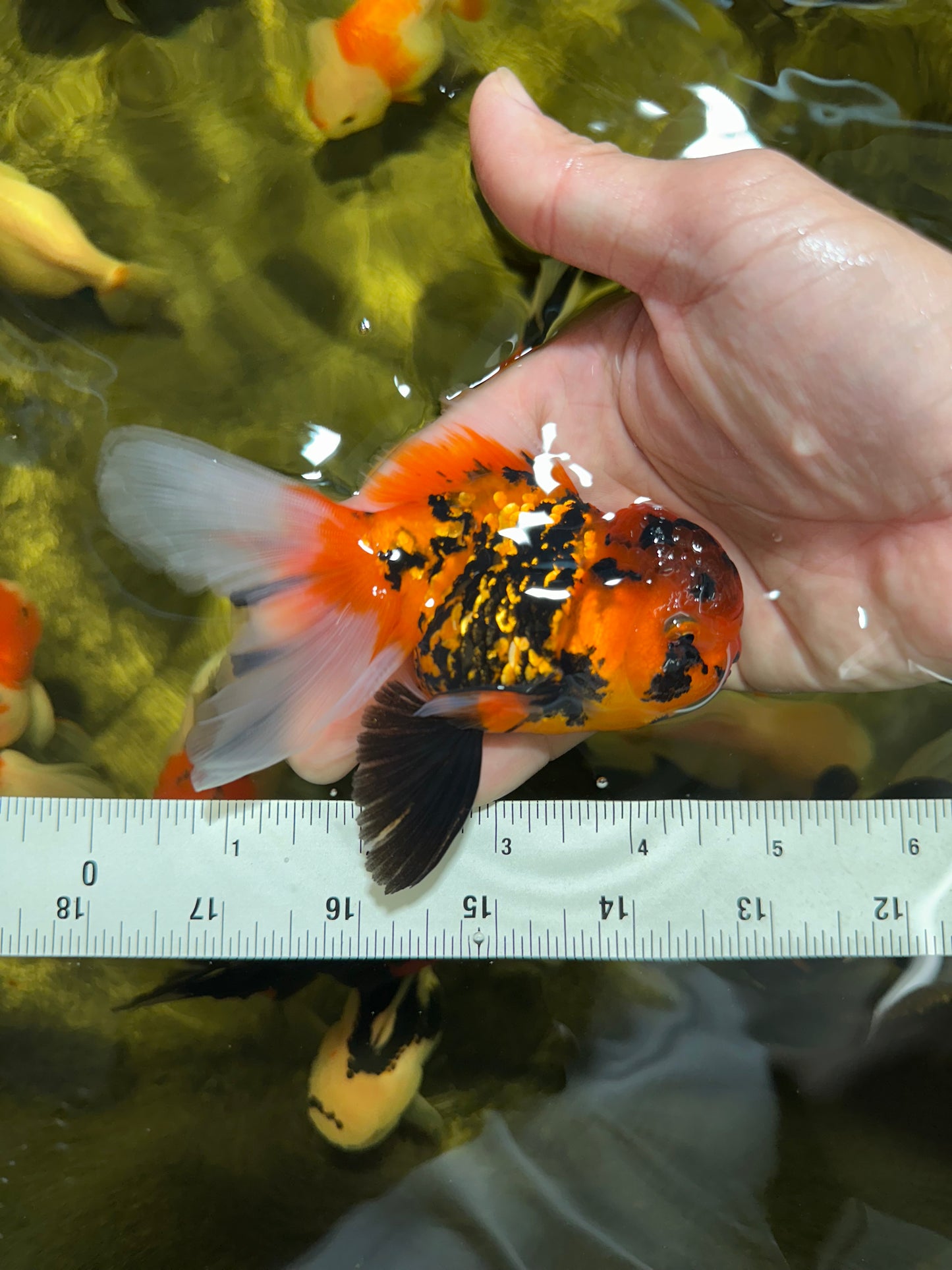 [QUAD] Mix Color All Male Oranda 4.5 inches #051625QO_08