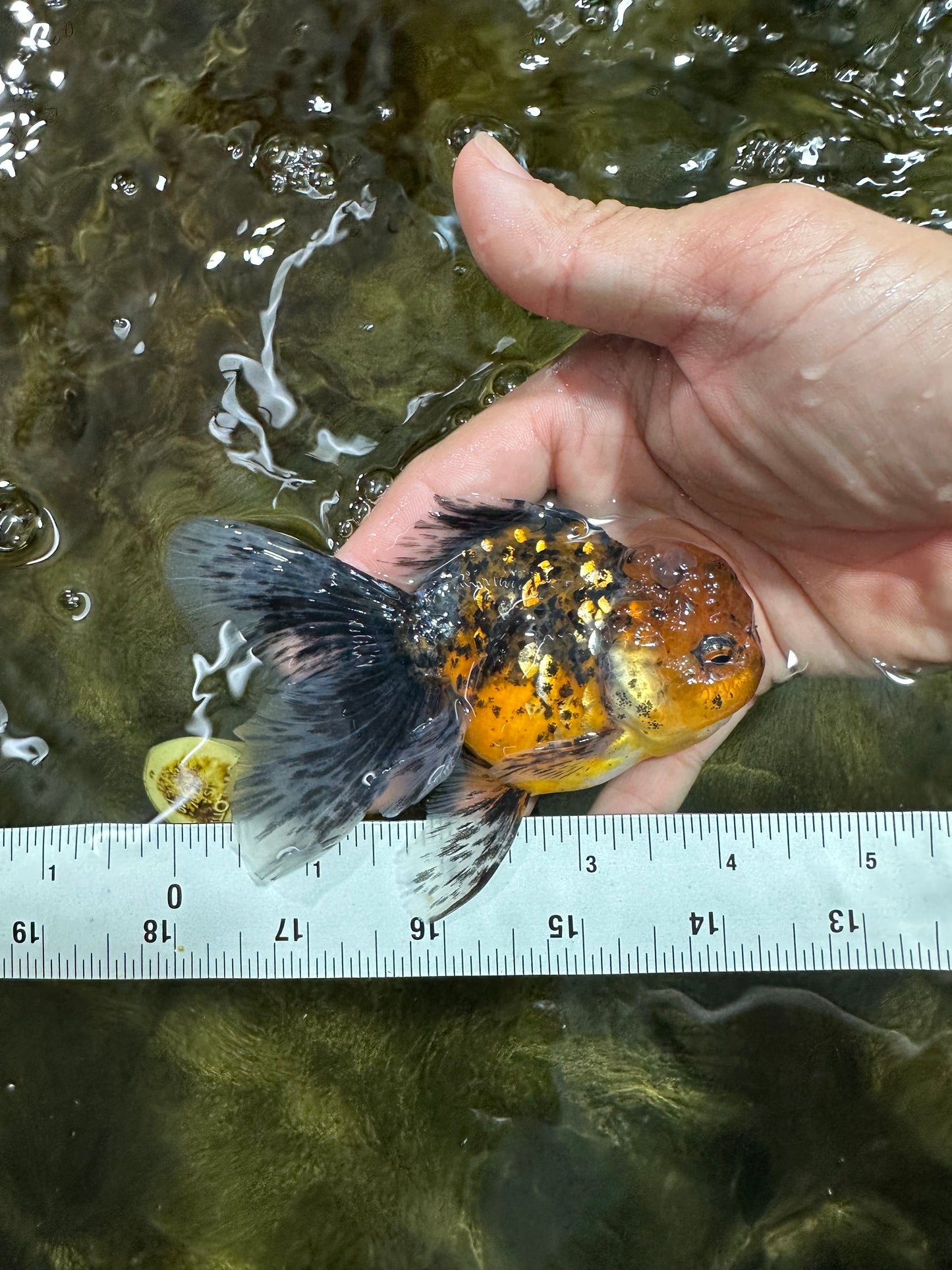 [COUPLE] Tiger Male & Tricolor Female 4-4.5 inches #091925CO_02
