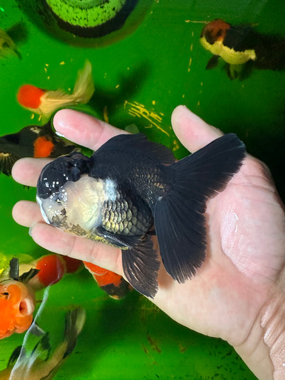 [SINGLE] Panda Oranda Male 4-4.5 inches #110824GO_15