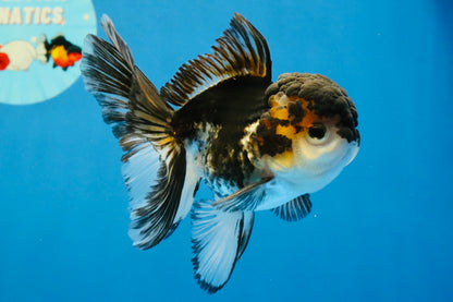 [SINGLE] Tricolor Oranda Male 4-4.5 inches #041726SO_01