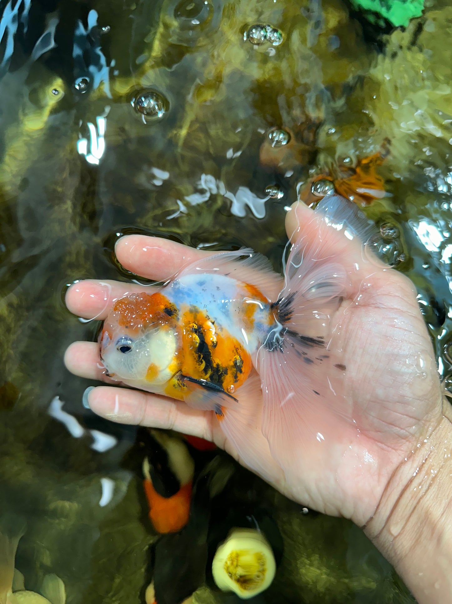 [SINGLE] Calico Oranda Male 4.5-5 inches #091925SO_08