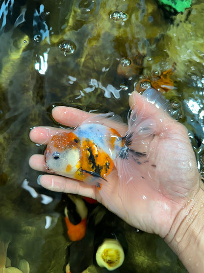 [SINGLE] Calico Oranda Male 4.5-5 inches #091925SO_08