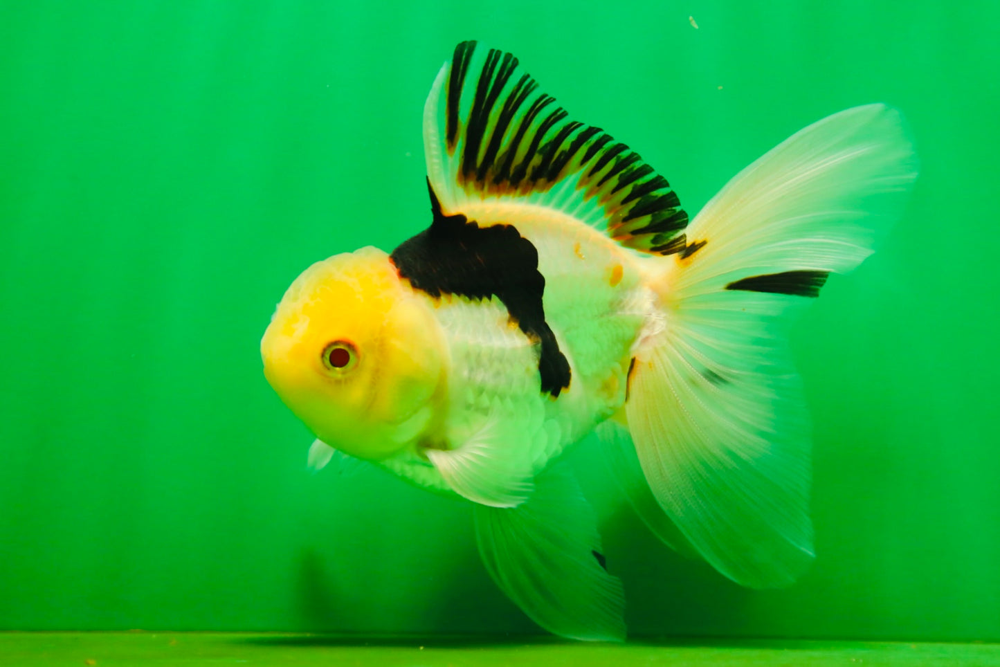[SINGLE] Tricolor Oranda Male 4.5 inches #080825SO_13