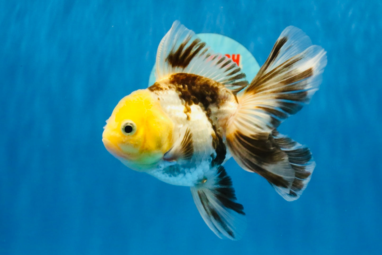 [SINGLE] Tricolor Oranda Male 4.5 inches #041726SO_02